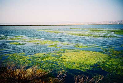 alviso1.jpg