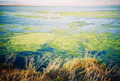 alviso2.jpg