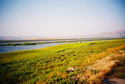 alviso5.jpg