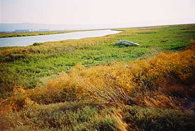 alviso7.jpg