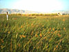 Alviso, trails out in the baylands, July 28, 2002