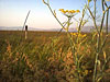 Alviso, trails out in the baylands, July 28, 2002