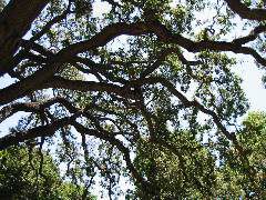 Picnic under the very cool tree