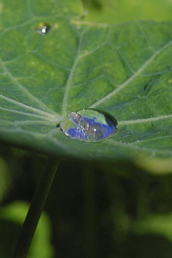 water droplet