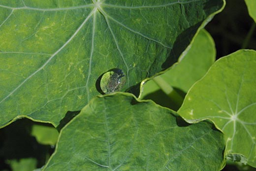 dew on nasturtium