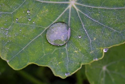 nasturtium