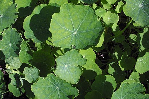 nasturtium