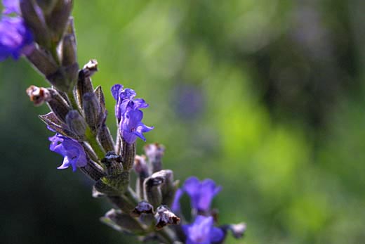 lavendar