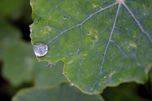 nasturtium