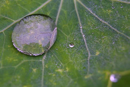 nasturtium