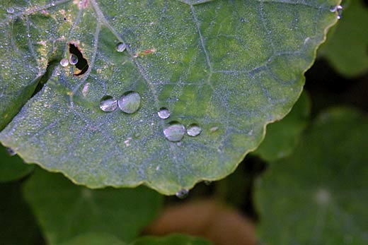 morning dew on nasturtium