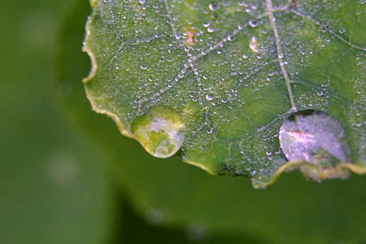 morning dew on nasturtium