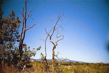 trees, coyote creek, july 2002