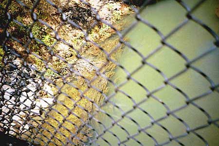 creek, coyote creek, july 2002