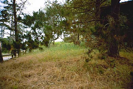 deer at asilomar, june 2002