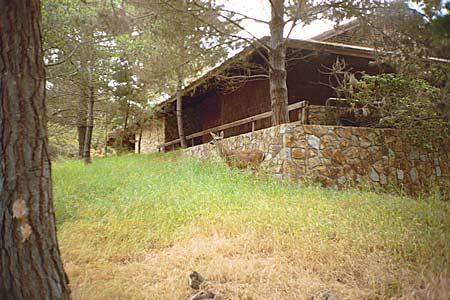 deer at asilomar, june 2002