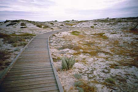 the boardwalk on the beach at asilomar, june 2002 :: copyright erin malone 2002