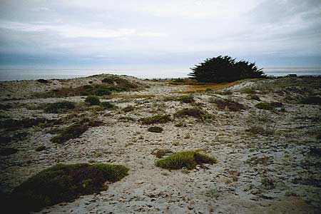 beach at asilomar, june 2002